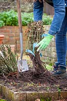Heeling in bare rooted rose plants in a temporary bed