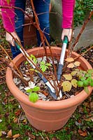 Cutting down all the canes of container-grown autumn-fruiting Rubus idaeus - Raspberry - plants in dormant season