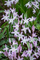 Chionodoxa forbesii 'PInk Giant' syn. Scilla 'Pink Giant' - Glory of the Snow.