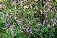 Spanish bluebells - Hyacinthoides hispanica - growing at the base of Prunus padus 'Colorata' - Bird cherry.