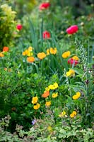 Self sown Welsh poppies running through a border. Papaver cambricum syn. Meconopsis cambrica