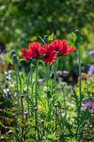 Papaver orientale 'Guardsman'