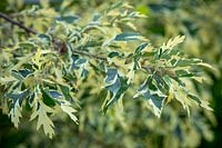 Quercus cerris 'Argenteovariegata' - Turkey oak