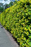 A tall clipped hedge of Abelia Ã— grandiflora 'Francis Mason' 