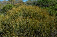 Allocasuarina - wind pruned Allocasuarina growing in coastal heathland in New South Wales, Australia. 