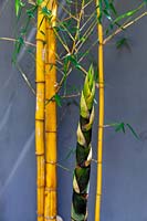 Bambusa vulgaris 'Vittata'
