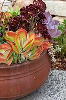 A squat terracotta pot with colourful mixed succulents.