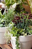 White pots with a planting of mixed succulents displayed on a timber crate.