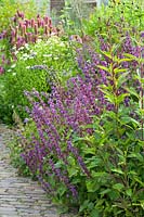 Salvia verticillata 'Smouldering Torches' in mixed border edging paved path