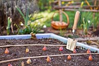 Planting out Allium cepa - Onion - sets