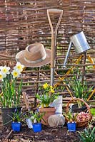 Potted Narcissus - Daffodil and Muscari - Grape Hyacinth, tools, hat and garden string near hurdles