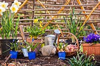 Potted Narcissus - Daffodil and Muscari - Grape Hyacinth - with tools in front of hurdles
