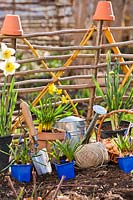 Potted Narcissus - Daffodil and Muscari - Grape Hyacinth -  pots with tools and string in front of hurdles 