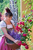 Woman wearing a dirndl whilst harvesting Rosa - Rose - petals and Lavendula - Lavender
