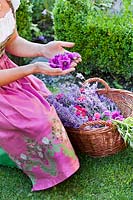 Woman with basket of harvested herbs and flowers for homemade products such as cosmetics, drinks, medicine. Malva sylvestris var. mauritiana - Mallow - flowers in held in hands