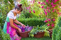 Woman wearing a dirndl in a garden with baskets of harvested herbs and flowers for homemade products such as cosmetics, drinks, medicine 