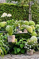 Arrangement with Hydrangea aborescens 'Annabelle' and Agapanthus.