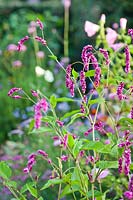 Persicaria orientalis - Polygonum orientale