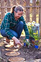 Woman with potted Narcissus and Muscari filling gaps in spring border
