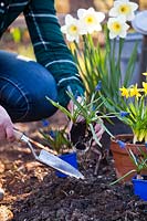 Woman with potted Narcissus and Muscari filling gaps in spring border