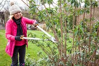 Pruning Buddleja davidii 'Black Knight' with loppers