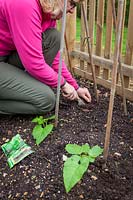 Sowing runner bean seeds directly in ground if there are any gaps. Phaseolus coccineus