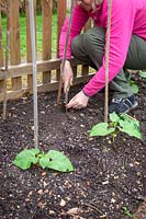 Sowing seeds directly in ground if there are any gaps, here Phaseolus coccineus -  Runner Bean 