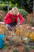 Deadheading euphorbias with shears after they have finished flowering. Wearing gloves to protect from toxic sap. 