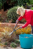 Deadheading euphorbias with shears after they have finished flowering. Wearing gloves to protect from toxic sap.