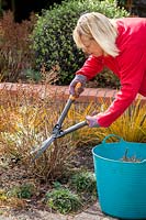 Deadheading Euphorbia with shears after they have finished flowering. Wearing gloves to protect from toxic sap.