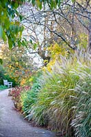 Winding path by beds of Miscanthus sinensis 'Gracillimus in November.