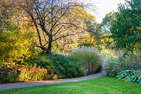 View to autumnal borders of Hylotelephium 'Herbstfreude' - stonecrop, Prunus rufa - Himalayan cherry, Sarcococca hookeriana var. digyna 'Purple Stem' and Miscanthus sinensis 'Gracillimus'. 