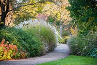 View to autumnal borders of Miscanthus sinensis 'Gracillimus', Hylotelephium 'Herbstfreude' - stonecrop, Sarcococca hookeriana var. digyna 'Purple Stem' and Prunus rufa - Himalayan cherry. 