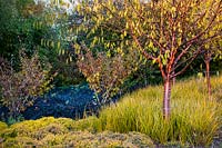 Prunus serrula var. tibetica - Tibetan cherry - underplanted with Libertia peregrinans, Hamamelis x intermedia 'Sunburst' and Ophiopogon planiscapus 'Nigrescens' - Mondo grass. 