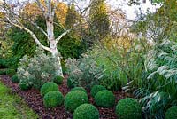 Betula ermanii 'Grayswood Hill' - Erman's birch underplanted with Buxus topiary balls and Miscanthus.