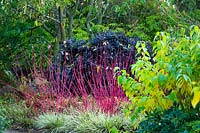 Border with Cornus alba 'Sibirica', Carex morrowii 'Fisher's Form', Cornus sericea 'Flaviramea' - golden-twig dogwood and Pittosporum tenuifolium 'Tom Thumb'. 