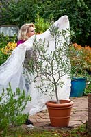 Covering a tender pot grown olive tree - Olea europaea - with horticulural fleece for winter protection