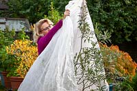 Covering a tender pot grown olive tree - Olea europaea - with horticulural fleece for winter protection