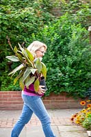 Bringing a tender pot plant - canna - into the greenhouse to overwinter