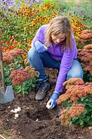 Planting allium cristophii bulbs in a border in early autumn