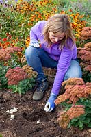 Planting allium cristophii bulbs in a border in early autumn