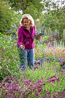 Taking notes in a border of salvias on an ipad