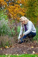 Cutting down blackened, frosted dahlias in autumn before mulching for winter protection when leaving tubers in the ground over winter