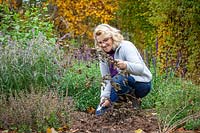 Cutting down blackened, frosted dahlias in autumn before mulching for winter protection when leaving tubers in the ground over winter