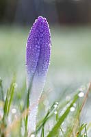 Crocus, single flower closed with raindrops