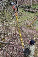 Pruning a Malus - Apple - tree with a long-handled pruner