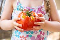Very big Beefsteak or Beef Heart Tomato in the hands of a little girl