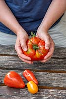 Woman holding Beefsteak Tomato 'Heart of beef' in hand with other tomato types on table