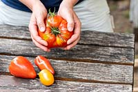 Woman holding Tomato 'Heart of Beef' in hands with other tomato types on table