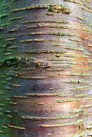 Betula alleghaniensis - Golden Birch - bark on trunk